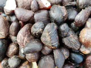 Palm Kernel Seed